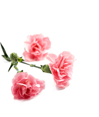 妇女节感恩节粉红色康乃馨鲜花花束